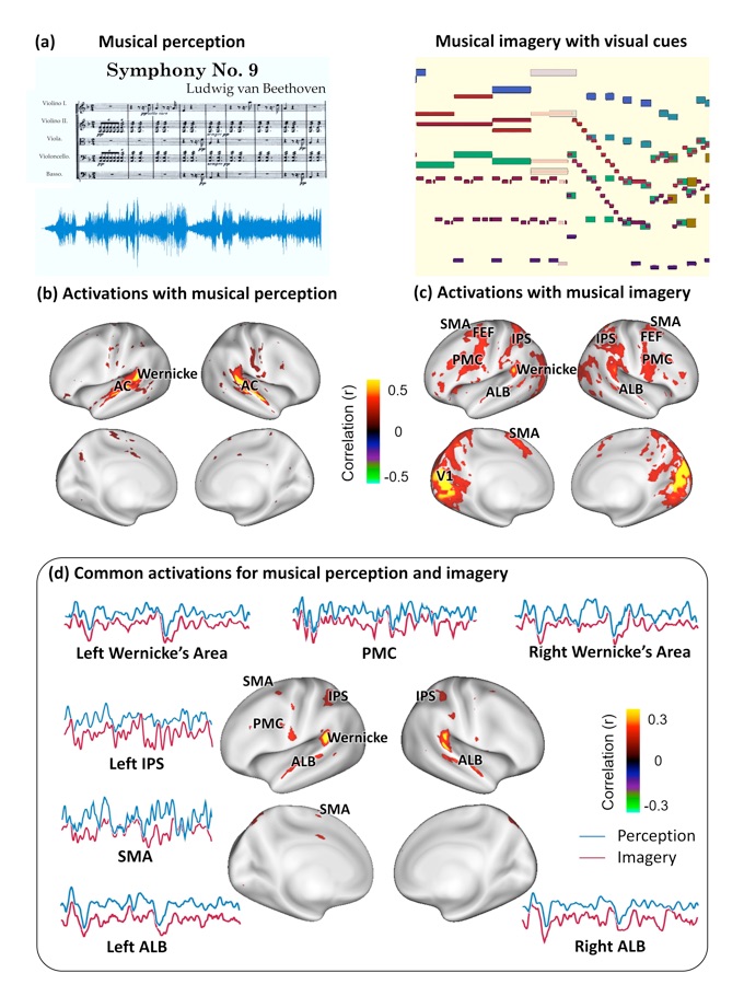 Musical perception, musical imagery with visual cues, activations with musical perceptions, activations with musical imagery, common activations for music perception and imagery