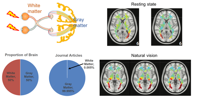 Pictures of white matter functional organization