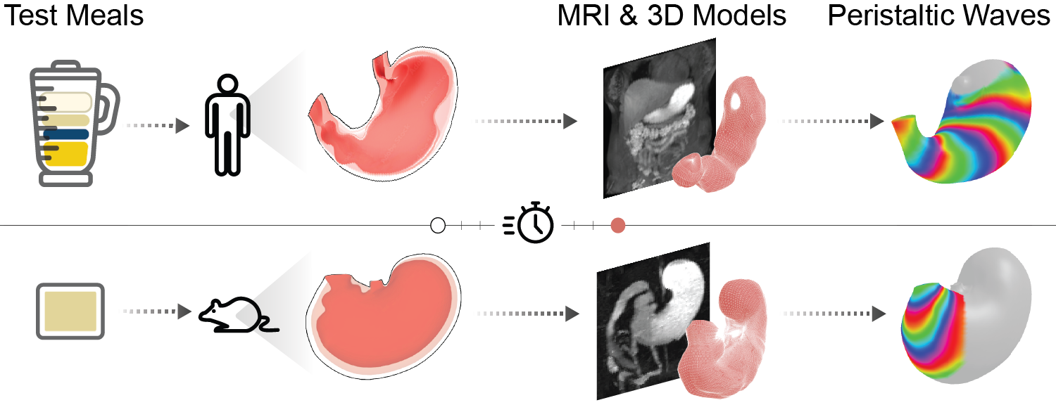 MRI of gastric motor functions in humans vs. rats